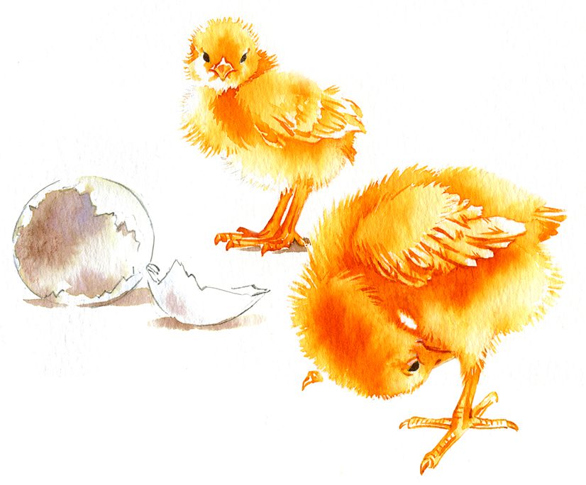 Illustration Wildlife Fabdesigns Chick Giftcard Easter Hatching