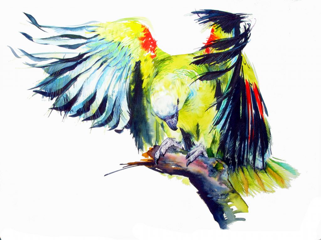 Illustration Wildlife Amazon Parrot Private Commision Watercolour Ink