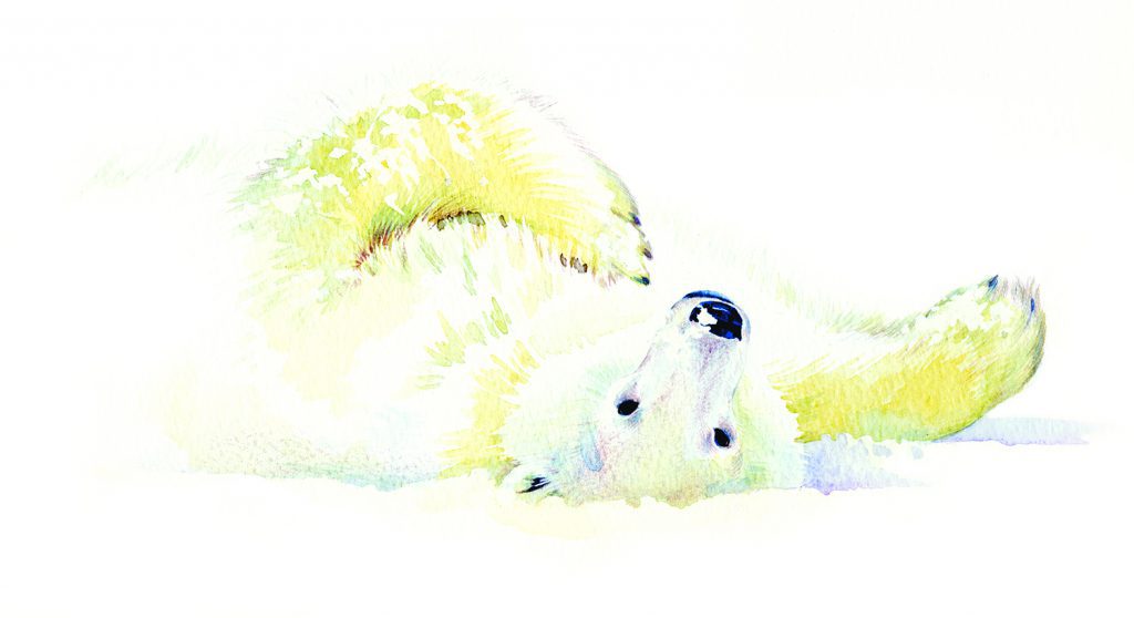 Illustration Wildlife Fab Design Polar Bear Giftcard Polarbear