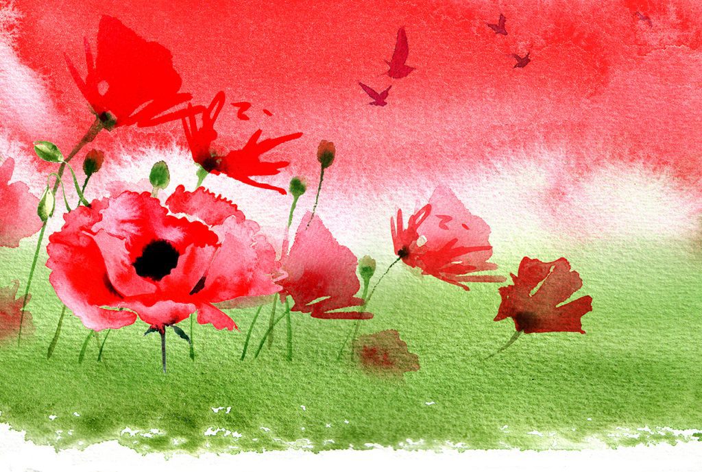 Illustration Flora Jersey Postage Stamps Collectables Remembrance Day Flanders Fields Poppy Watercolour