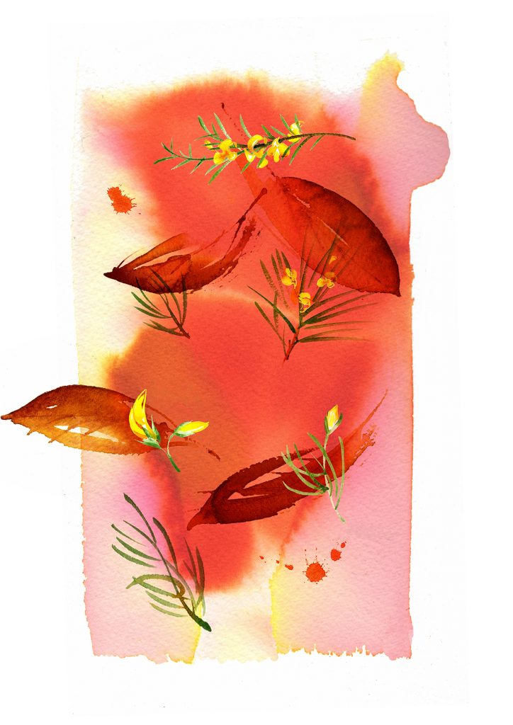 Illustration Flora Sainsburys Rooibos Tea Packaging Watercolour