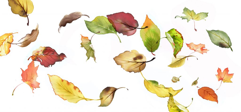 Illustration Flora Autumn Leaves Falling Catalogue