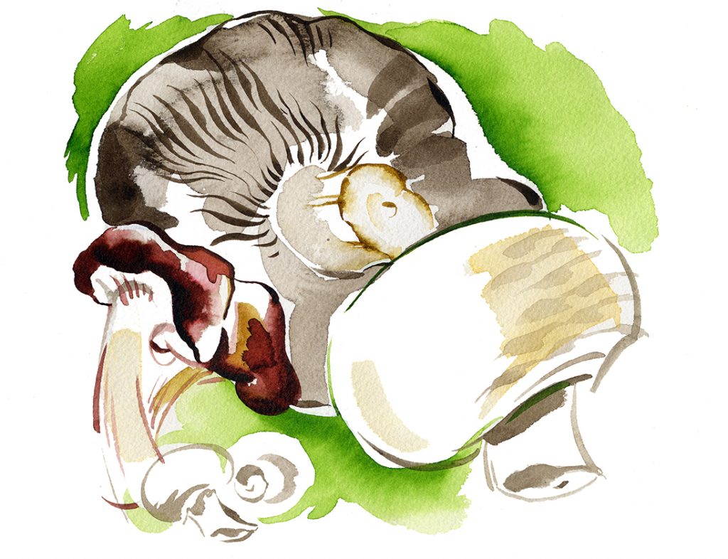 Illustration Food Drink Waitrose Supermarket Chain Fresh Food Mushrooms Packaging