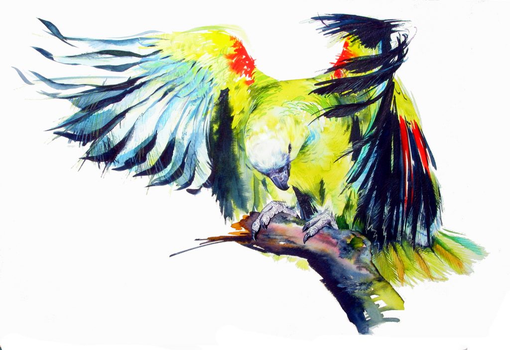 Shop Artwork Amazonian Parrot Watercolour