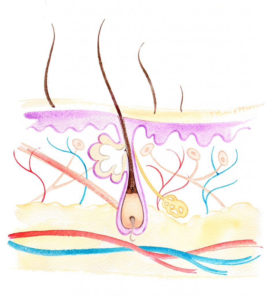 Illustration Medical Skin Cross Section Diagram