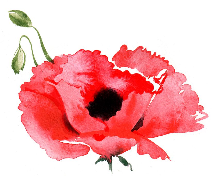 Illustration Jersey Stamps Remembrance Day Flanders Poppy